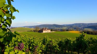 Weingüter in Mecklenburg